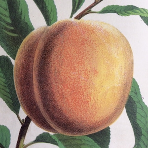 Seltene antike Druck botanische1870er Jahre PEACH FRUIT Grape Chromolithograph 1874 Gartenbau Gartenarbeit Home Decor Floristry Severeyns
