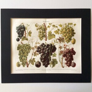 Antique Print 1890s German Print Victorian Colour Chromolithograph GRAPES FRUIT Gardening  Harvest Cafe Decor