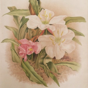 SELTENE antike botanische 1880er Jahre drucken Lithographie Blume Floral 1884 Gartenbau Gartenbau Home Decor Floristik später a. Goffart