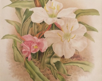 RARE Antique Botanical 1880s Print  Lithograph Flower Floral 1884 Horticulture Gardening Home Decor Floristry Severeyns Goffart