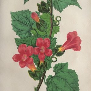 Seltene antike Druck botanischen 1870er Jahre Chromolithograph Blume Blumen 1874 Gartenbau Gartenarbeit Home Decor Floristry Severeyns