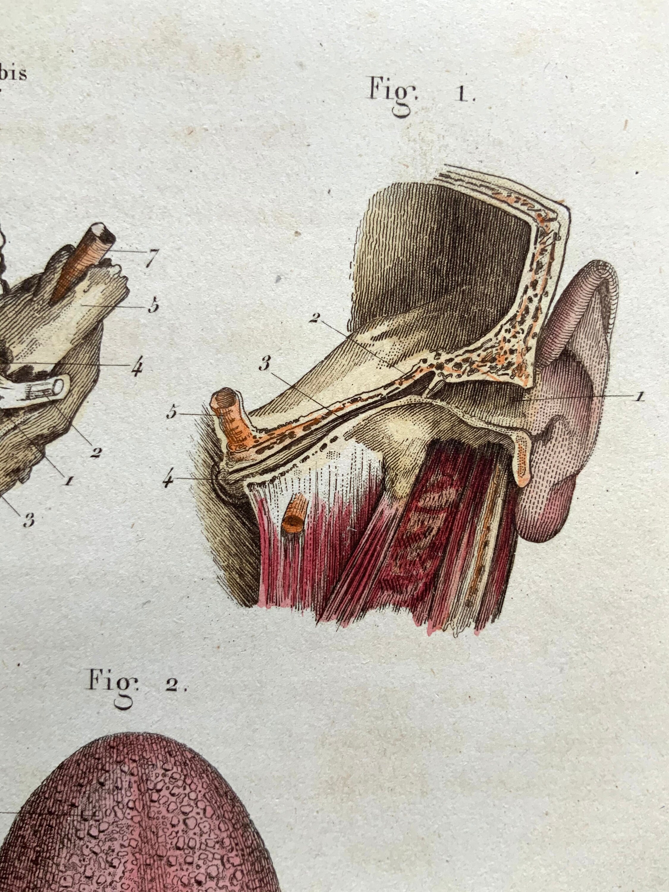Antique Anatomy Engraving Circa 1850 Hand Coloured Bookplate Print ...