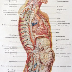 1920s Francés Anatomía Humana Disección Librería CRANIAL y BODILY NERVES Imprimir Diagrama Médico