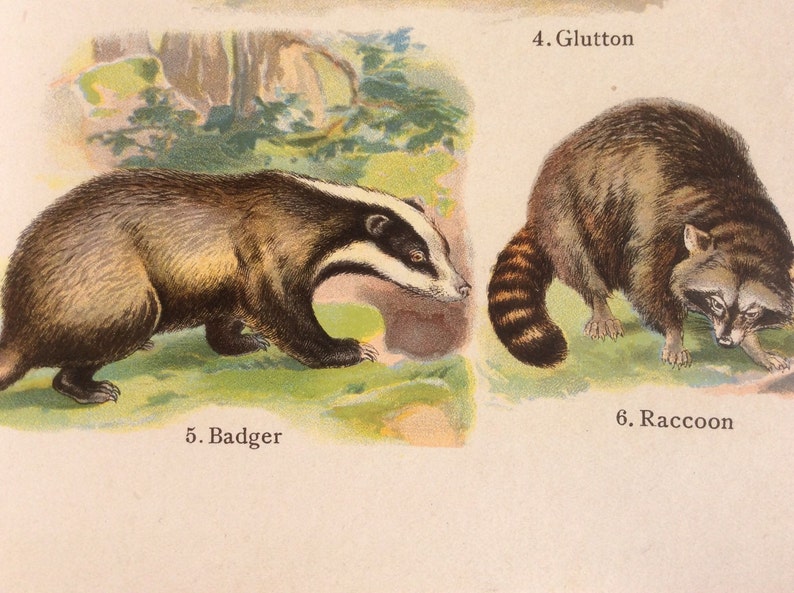 skunk and badger skunk and badger