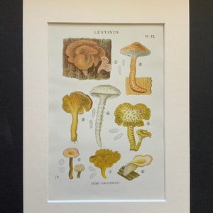 Antique 1919 WILD MUSHROOM Picking Fungi Funghi French Print Iconographie des CHAMPIGNONS Supérieurs G.Juillard-Hartmann