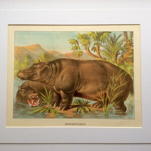 Antique 1884 HIPPOPOTAMUS HIPPO Wild Animals Chromolithograph Bookplate Print 1890s Nursery Home Decor