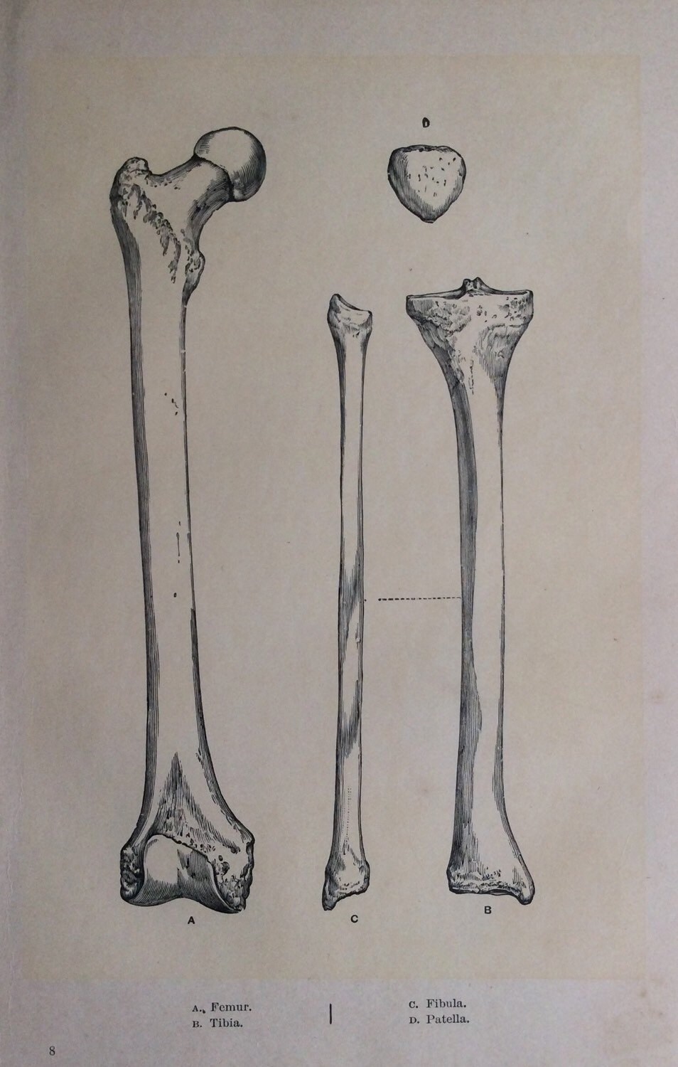 Antiguo 1890s Diagrama de anatomía médica LEG BONES Esqueleto Exlibris victoriano