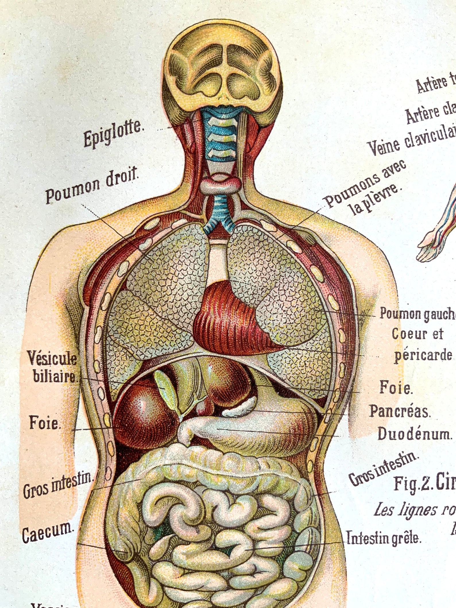 Antique Print French Dissection Anatomy 1900 Chromolithograph Medical ...