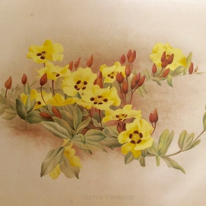 Seltene antike Druck botanischen 1880er Jahre Lithographie Blume Blumen 1884 Gartenbau Gartenarbeit Home Decor Floristry Severeyns Goffart