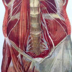 May include: A detailed anatomical illustration of the human pelvis and surrounding muscles and nerves. The illustration is in a vintage style with a light brown background and uses numbered labels to identify the different parts of the anatomy.