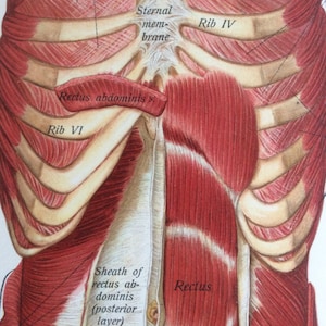 Antiguo 1897 Bookplate médico vienés Torso músculos órganos cromolitografía médica diagrama