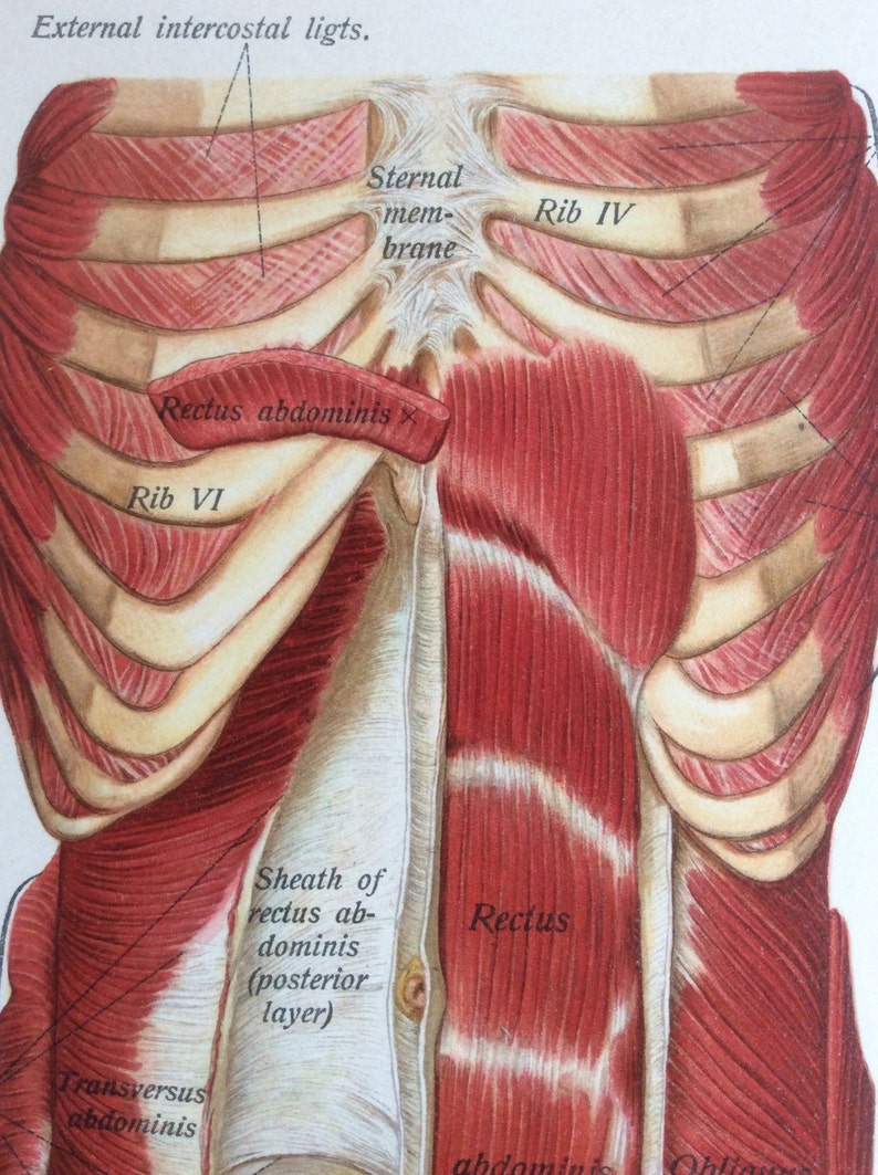 Antique 1897 Viennese Medical Bookplate Torso Muscles Organs Chromolithograph Medical Diagram