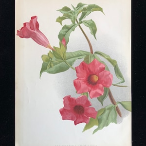 Seltene antike botanische 1880er Jahre Druck Chromolithogrpah Allamanda Violacea Blume Blumen 1887 Gartenbau Gartenarbeit Wohnkultur Floristry