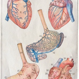 Antique Print French Anatomy Bookplate Print 1910 HEART DISSECTION Medical Diagram