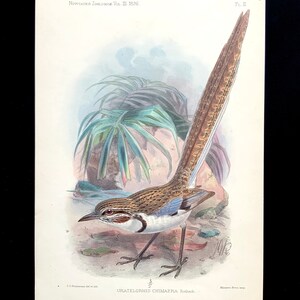 Antique Print 1896 Hand Coloured Lithograph Natural History Bookplate Bird Ornithology Avian Spritualism Novitates Zoologicae CHIMAERA
