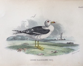 Original Antique Lesser Black Backed GULL 1897 Victorian Bookplate BIRD Avian Chromolithograph Print 1800s Home Decor