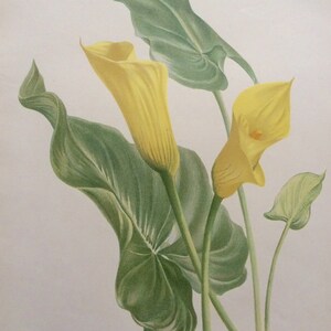 RARE Antique Print Botanical 1880s Print Victorian Color Chromolithograph Flower Floral Vintage