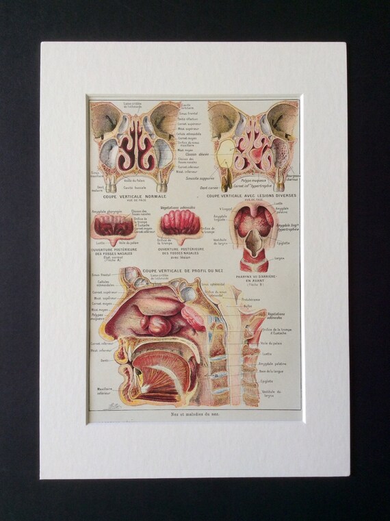 Lehrbuch Der Allgemeinen Pathologie Und Der Pathologischen