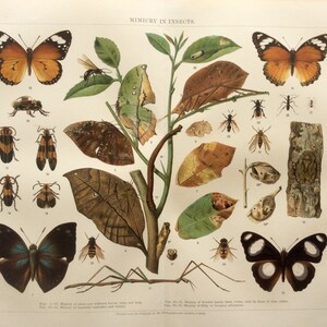 Antique Print BUTTERFLIES INSECTS MIMICRY German Print Victorian Entomology Chromolithograph Leipzig Vintage 1890s Bookplate