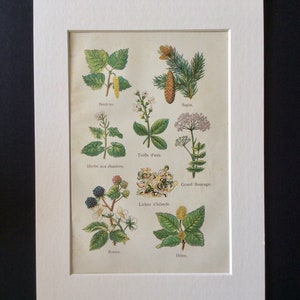 Antique French Bookplate Print 1900s Chromolithograph MEDICINAL PLANTS HERBAL Pinecone Lichen Vintage 1900