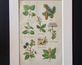 Antieke Franse bladwijzer afdrukken van 1900 Chromolithograph geneeskrachtige planten kruiden Pinecone korstmossen Vintage 1900