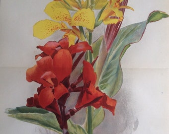 RARE Antique Print Botanical 1880s Lithograph Indian Shot Canna Victor Hugo Flower Floral 1884 Horticulture Gardening Home Decor