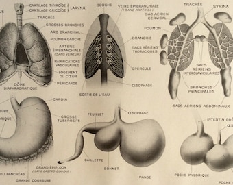 Jahrgang der 1930er Jahre französische Exlibris Drucken menschliche Anatomie innerer Organe Abbildung Dissektion medizinischen Diagramm Lunge Darm