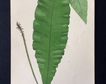 Rare Antique 1868 LOWE’S FERNS BOTANICAL Bookplate Wood Block Print Botany Plants Home Decor