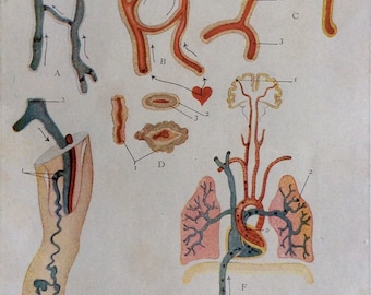 La anatomía francesa antigua Bookplate impresión de 1900 circulación sangre 1902 enfermedad Vintage médica diagrama