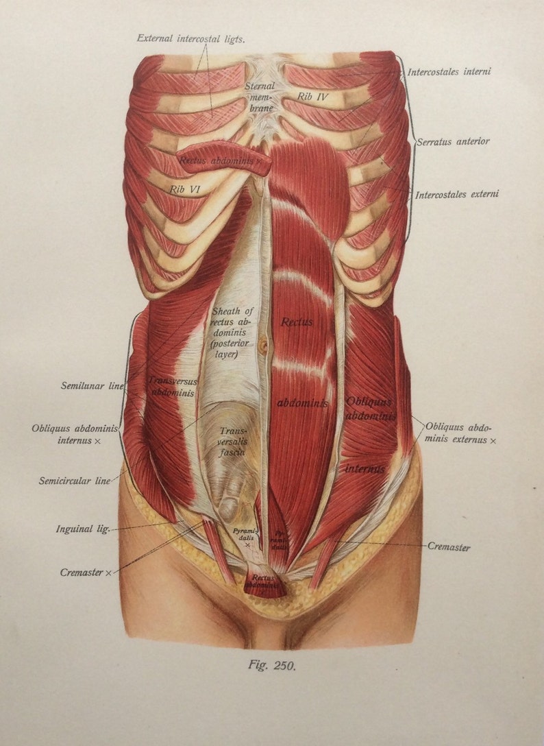 Antique 1897 Viennese Medical Bookplate Torso Muscles Organs Chromolithograph Medical Diagram