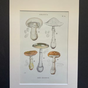 Antique 1919 WILD MUSHROOM Picking Fungi Funghi French Print Toadstool Iconographie des CHAMPIGNONS Supérieurs G.Juillard-Hartman