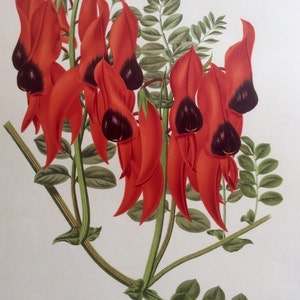 RARE Antique Botanical 1880s Print Victorian Color Chromolithograph Flower Floral Vintage