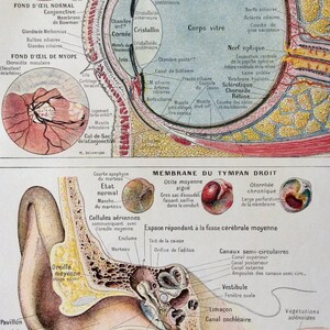 1920s Francés Human Anatomy Disección Bookplate EYE EAR Imprimir Diagrama Médico
