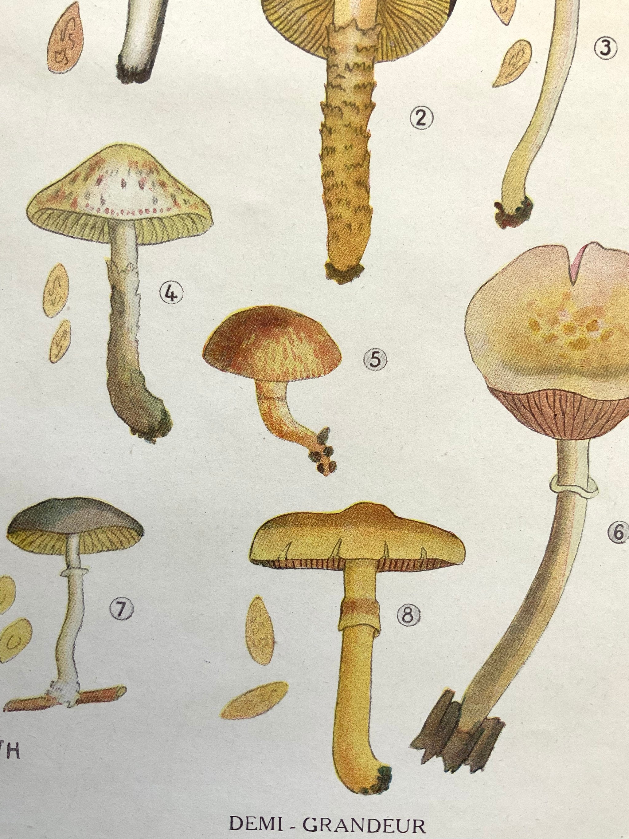 Antique 1919 WILD MUSHROOM Picking Fungi Funghi French Print