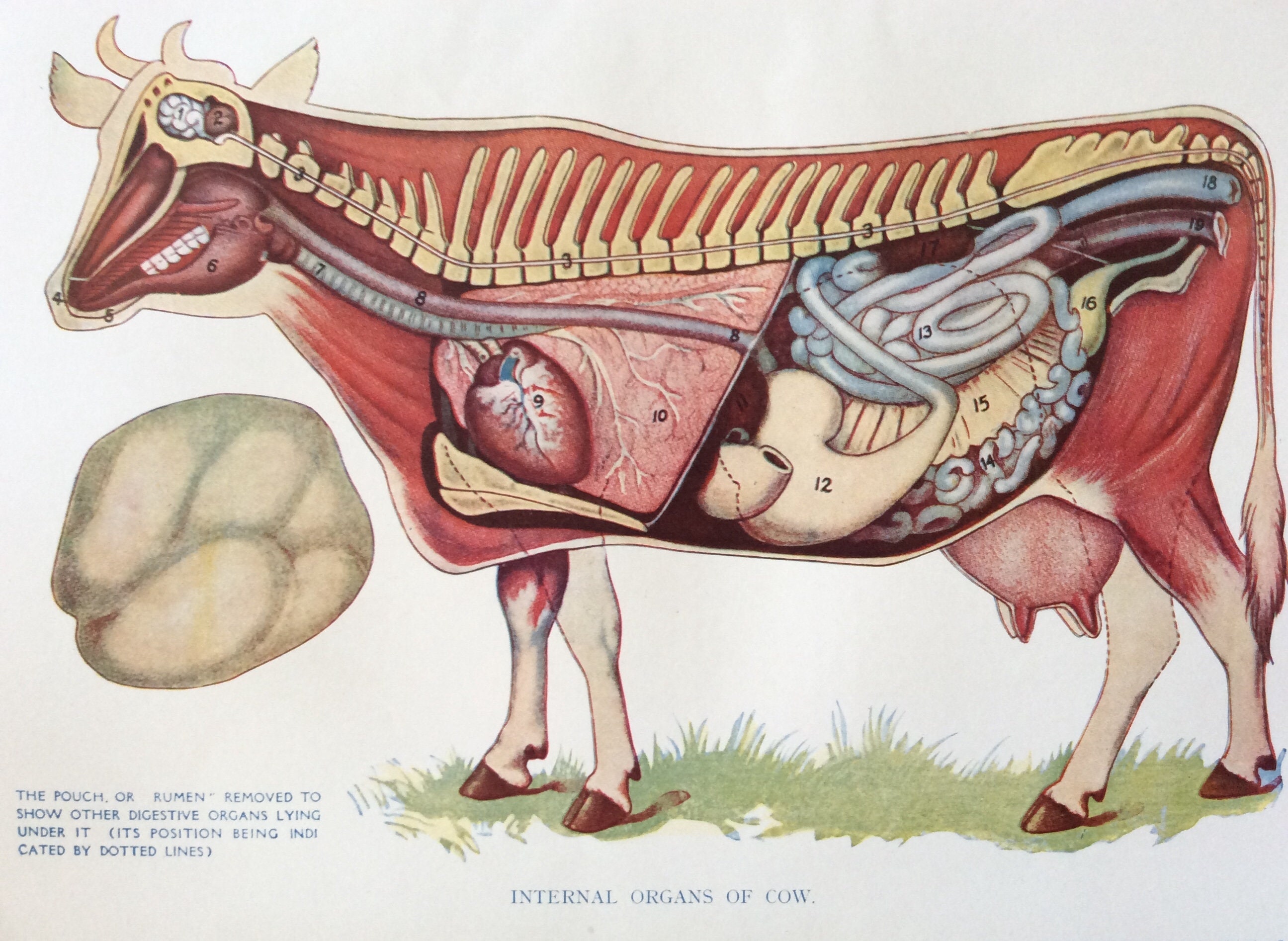 Vintage 1920s Veterinary Dissection Bookplate Print COW - Etsy Australia Vintage 1920s Veterinary Dissection Bookplate Print COW - Etsy Australia