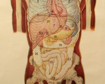 Vintage 1920 impresión anatomía humana ilustración diagrama de disección médica