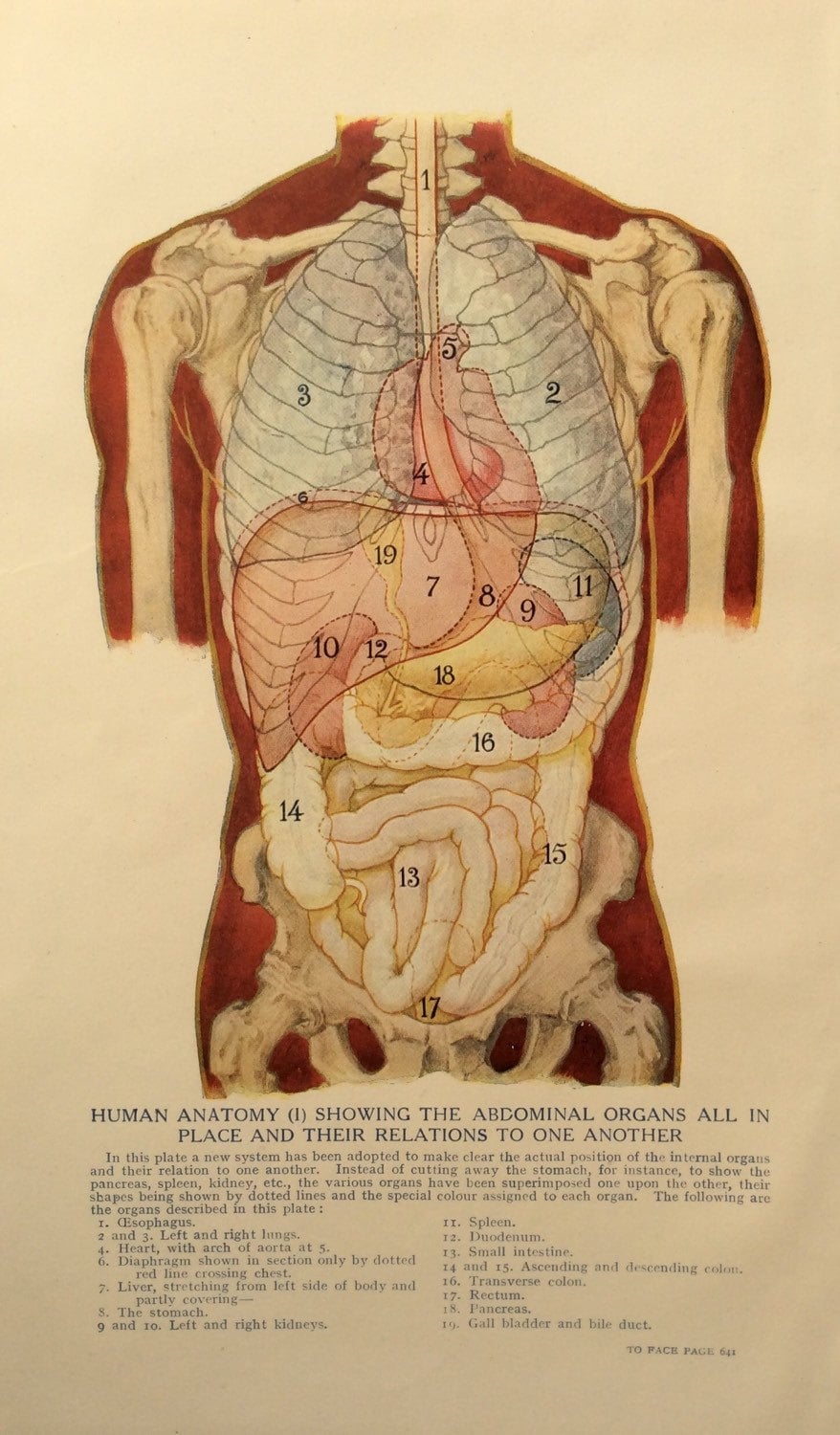 Anatomia Człowieka Co To Jest