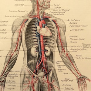 Vintage Human Anatomy 1950s Bookplate Print Medical Diagram | Etsy