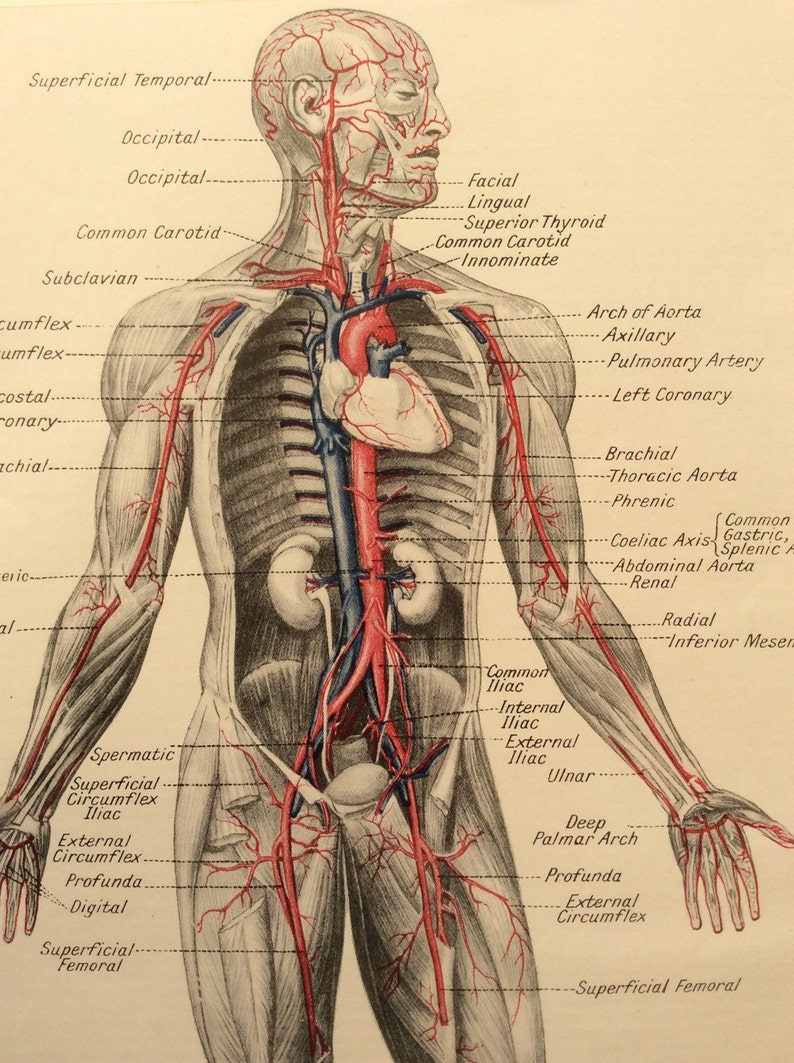 Vintage Anatomy Chart