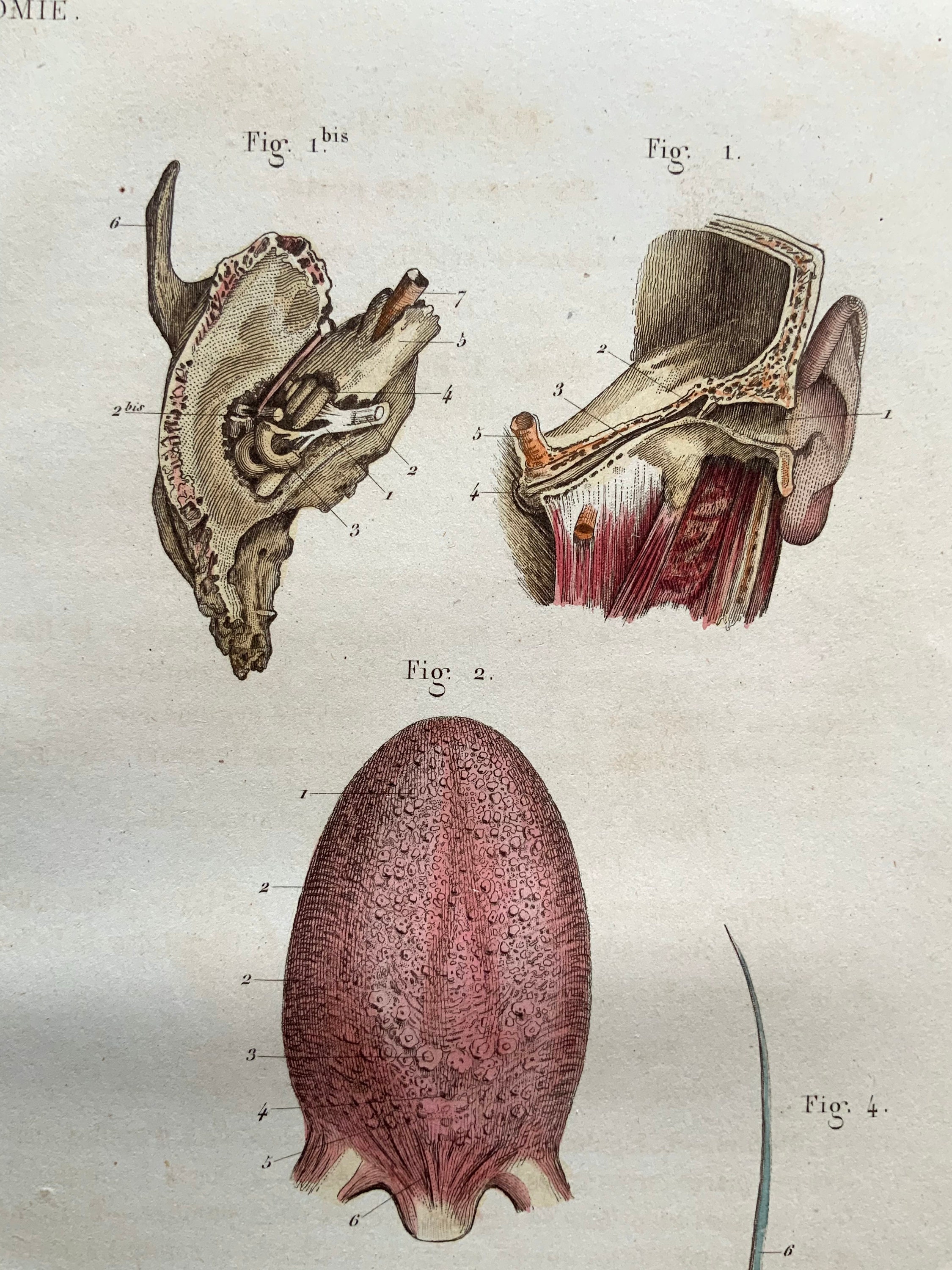 Antique Anatomy Engraving Circa 1850 Hand Coloured Bookplate Print ...