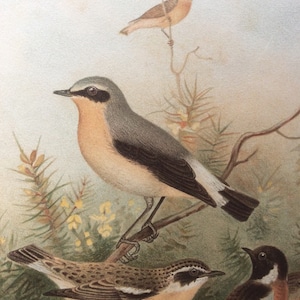 Original Antique Print 1895 Victorian Bookplate Chromolithograph Avian Bird STONECHAT Feather 1800s Home Decor Vintage Print