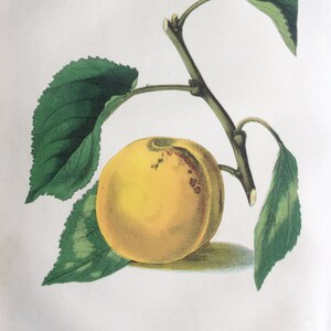 Seltene antike Druck botanischen 1870er Jahre APRICOT FRUIT Traube Chromolithograph 1874 Gartenbau Gartenarbeit Home Decor Floristry Severeyns