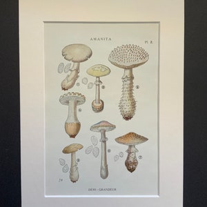 Antique Print 1919 WILD MUSHROOM Picking Fungi Funghi French Toadstool Iconographie des CHAMPIGNONS Supérieurs G.Juillard-Hartman