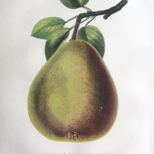 Seltene antike Druck botanischen 1870er Jahre BERGAMOT PEAR FRUIT Chromolithograph 1874 Gartenbau Gartenarbeit Home Decor Floristry Severeyns