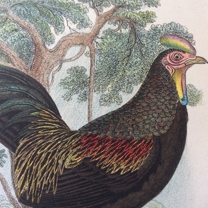 Pode incluir: Uma ilustração detalhada de um galo preto e dourado com uma crista vermelha e amarela. O galo está em pé em frente a uma árvore verde com galhos marrons.