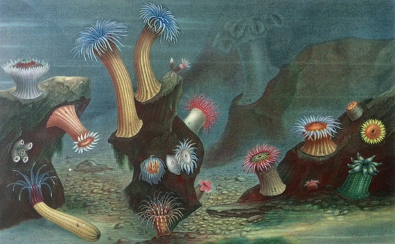Antique 1869 Victorian Print SEA ANEMONES Sealife Chromolithograph
