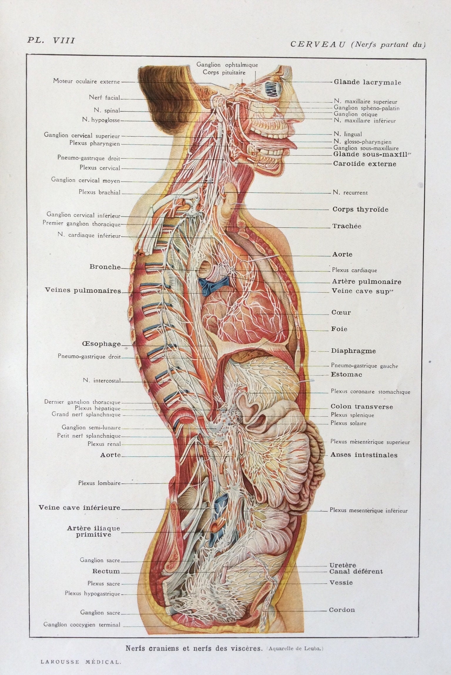 1920s French Human Anatomy Dissection Bookplate CRANIAL and BODILY ...
