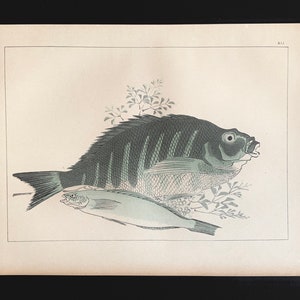 Rare HIROSHIGÉ Artistic Japan FISH Lithograph 1889 Japanese Art Antique Print S.Bing Liberty London Japonaise