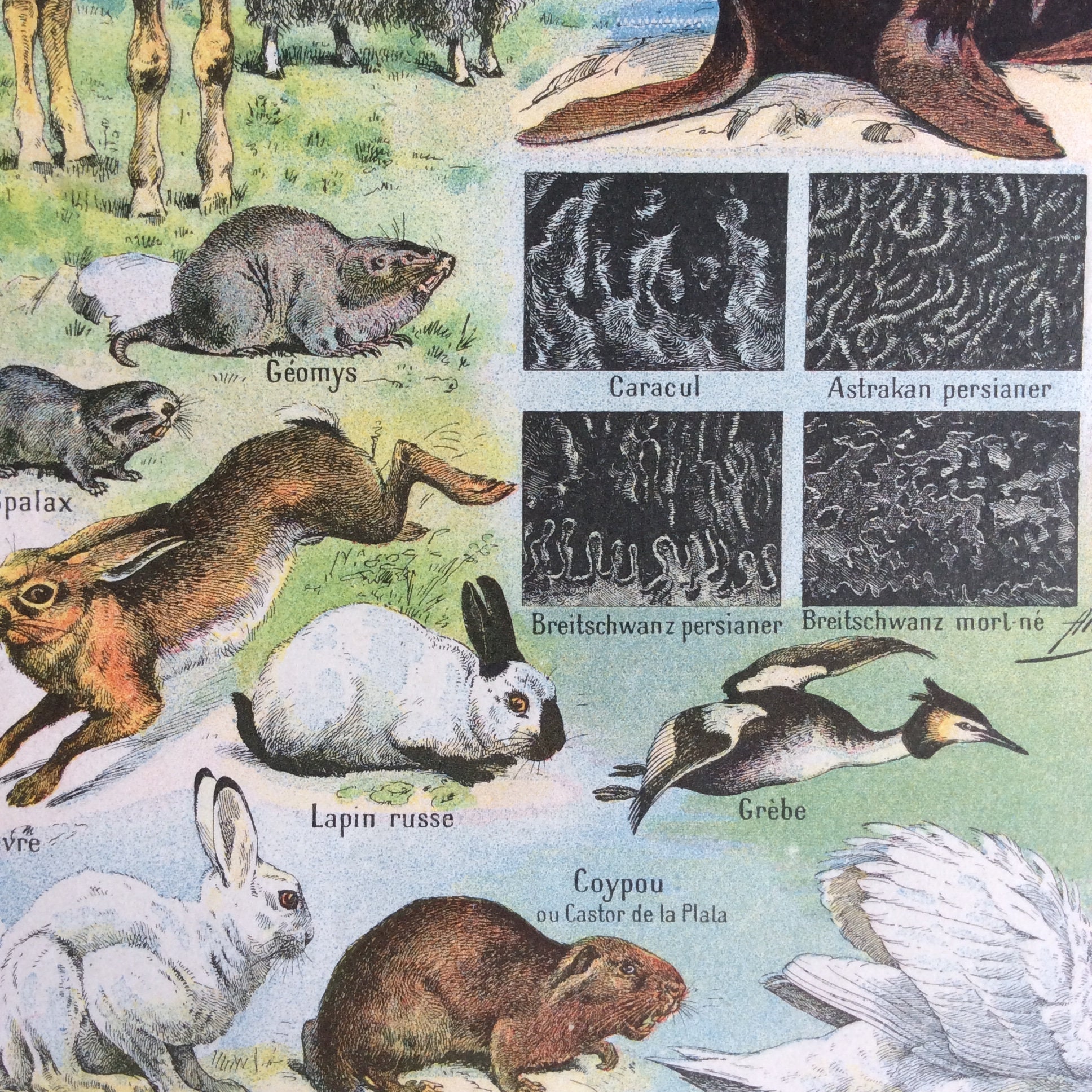 Vintage French 1920s FUR MAMMALS Animals Bookplate Print