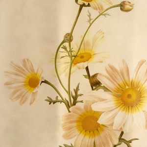 RARO estampado antiguo Botánico 1880s Litografía Flor Floral 1884 Horticultura Jardinería Casa Decoración Floristry Severeyns Goffart